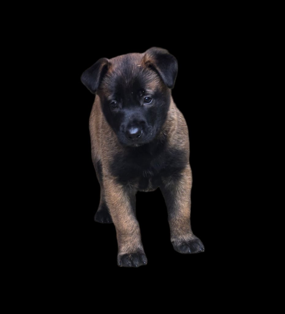 Des Brym de la Provote - Chiot disponible  - Berger Belge