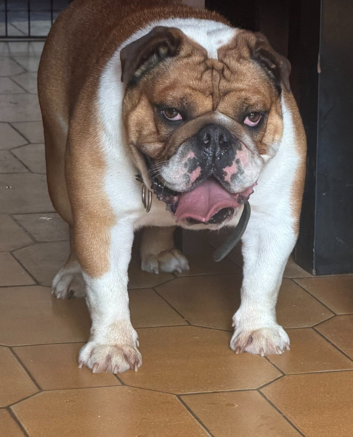 unic Des Sweety Bullyz