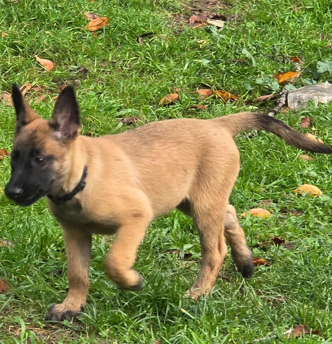 Des Brym de la Provote - Chiots disponibles - Berger Belge