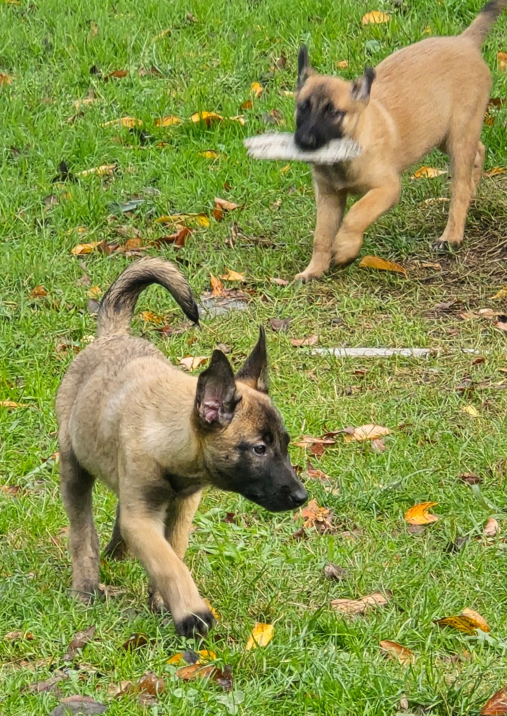 Des Brym de la Provote - Chiots disponibles - Berger Belge