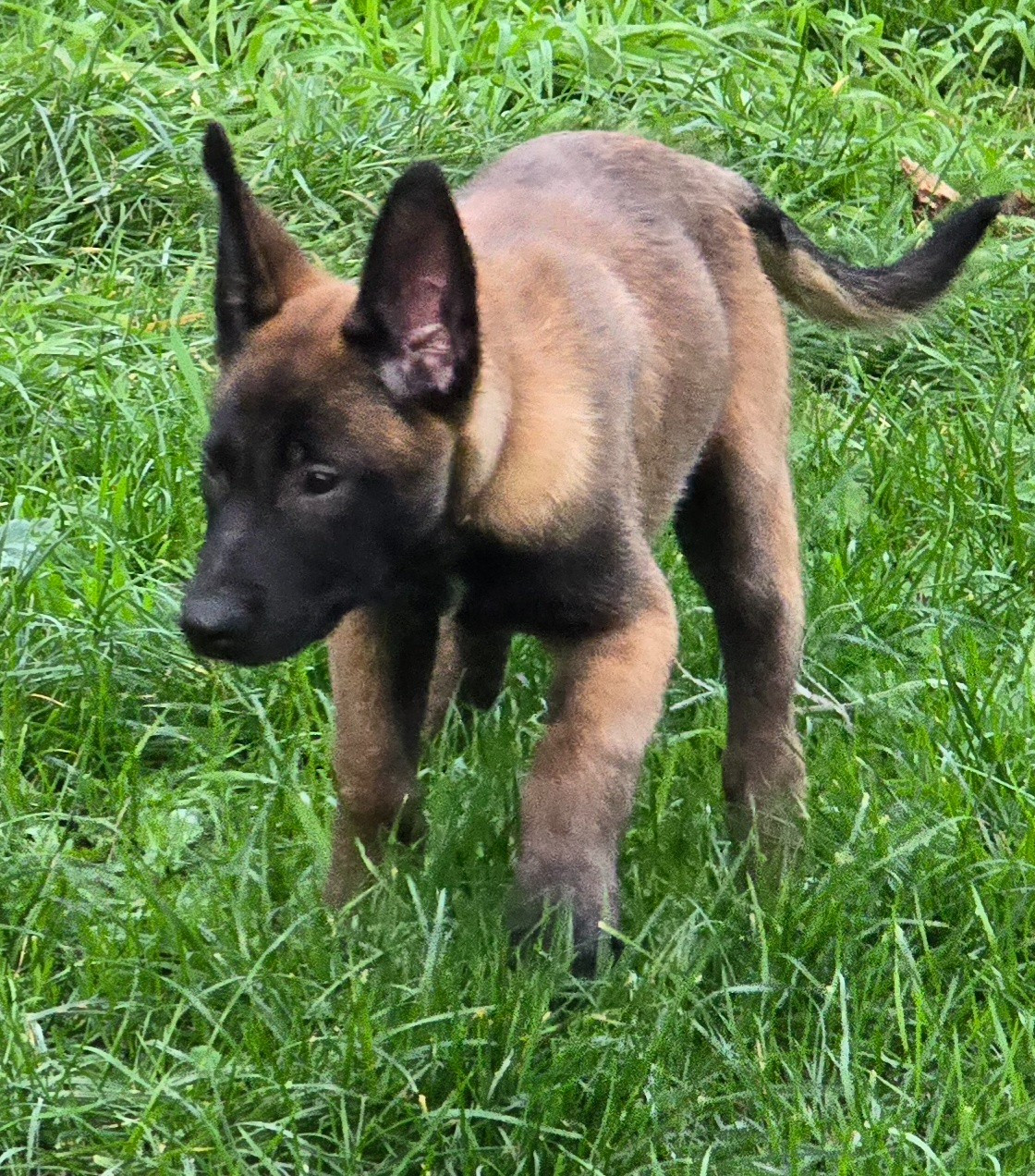 Des Brym de la Provote - Chiots disponibles - Berger Belge