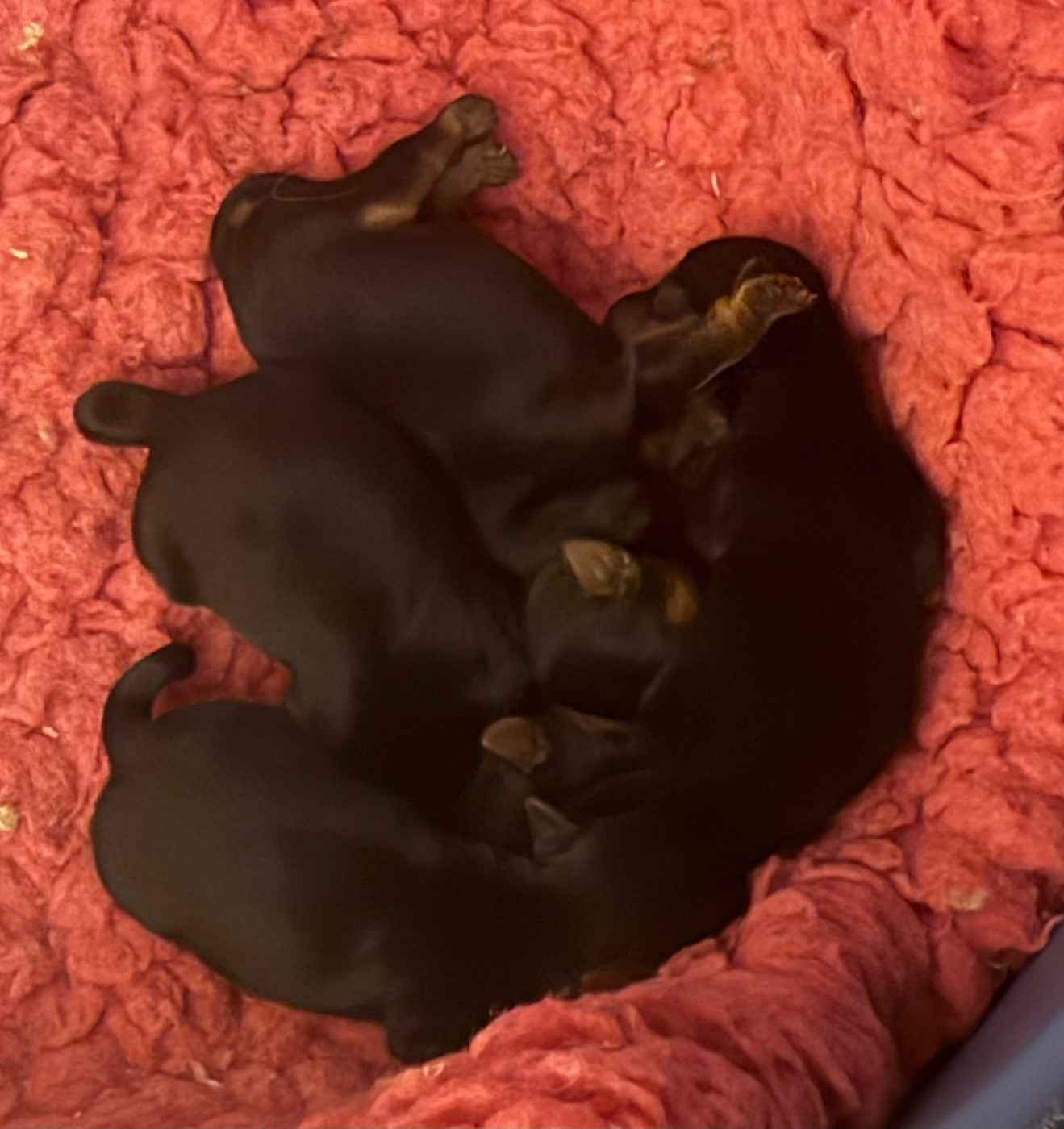 Chiot Yorkshire Terrier Des Brym de la Provote