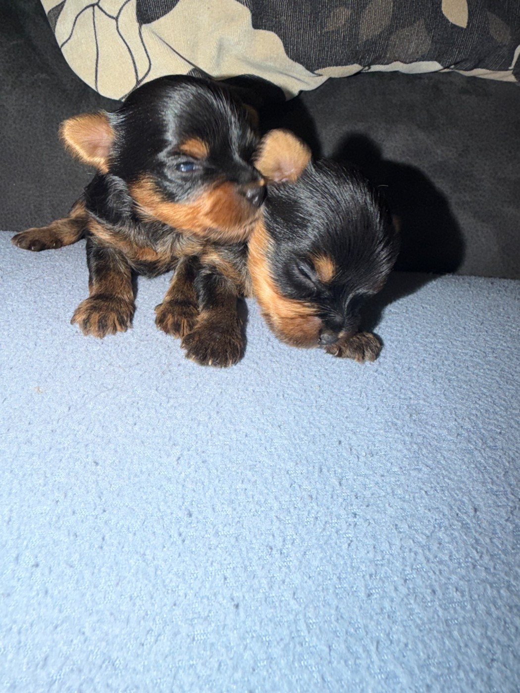 Des Brym de la Provote - Chiots disponibles - Yorkshire Terrier
