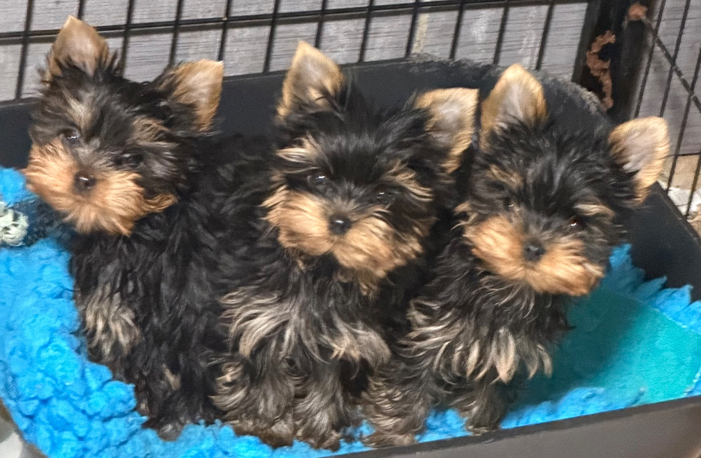 Des Brym de la Provote - Chiots disponibles - Yorkshire Terrier