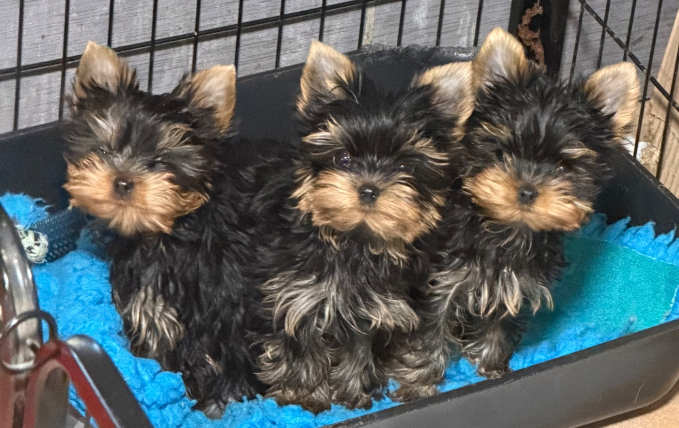 Des Brym de la Provote - Chiots disponibles - Yorkshire Terrier