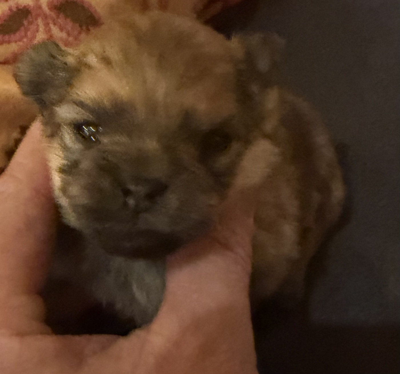 Des Brym de la Provote - Chiots disponibles - Spitz allemand