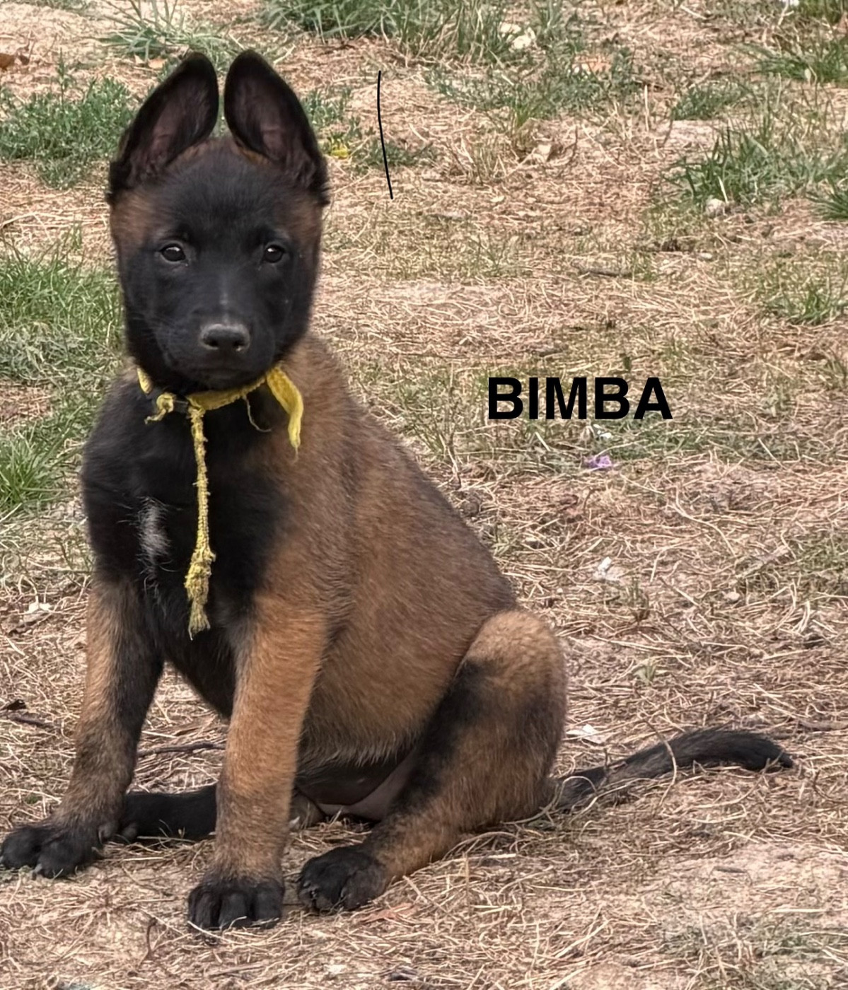 Des Brym de la Provote - Chiots disponibles - Berger Belge