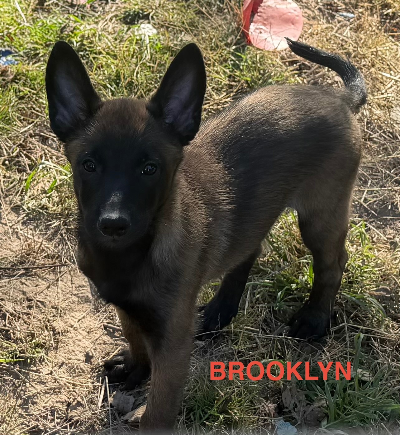 Des Brym de la Provote - Chiots disponibles - Berger Belge