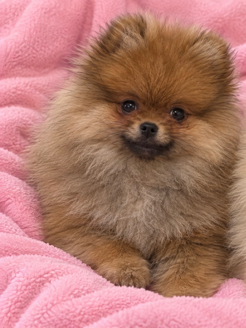 Des Brym de la Provote - Chiots disponibles - Spitz allemand