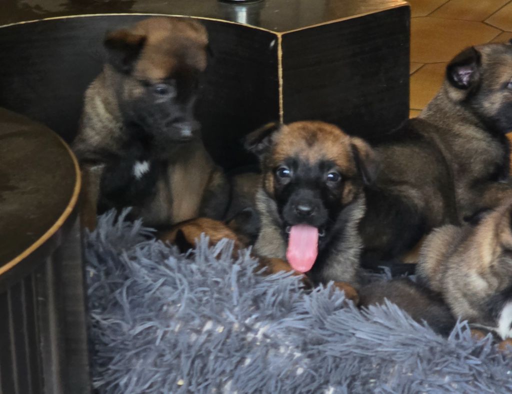 Des Brym de la Provote - Chiots disponibles - Berger Belge