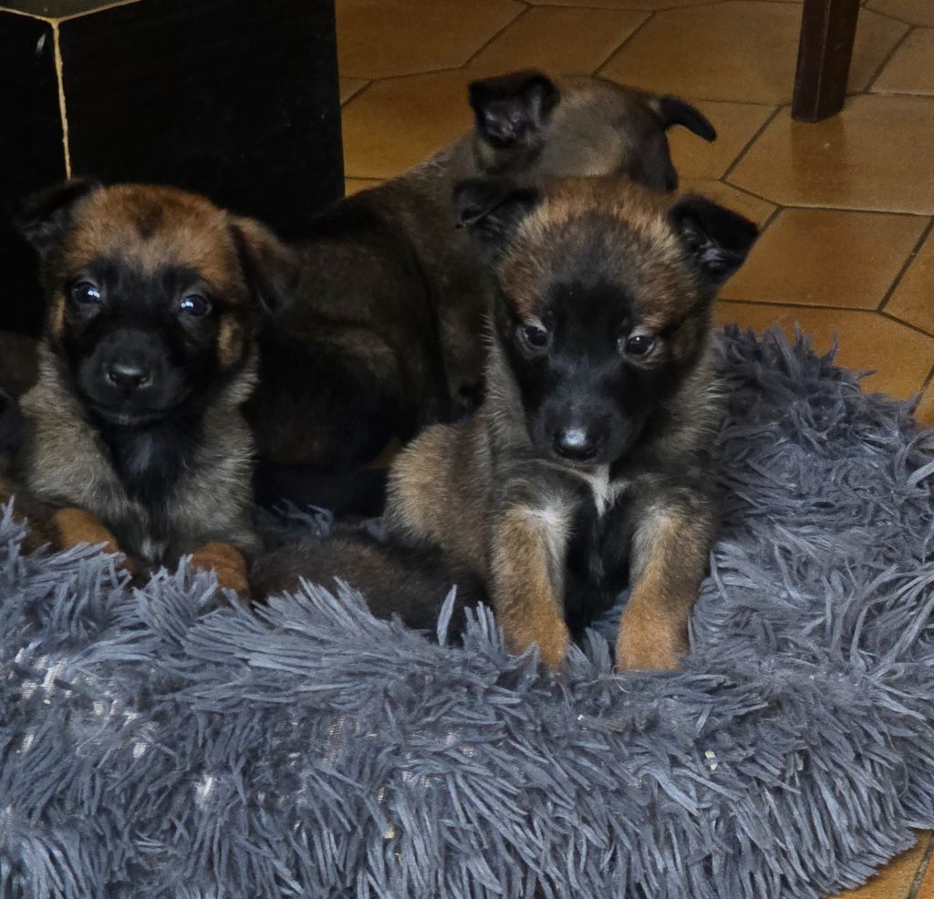 Des Brym de la Provote - Chiots disponibles - Berger Belge