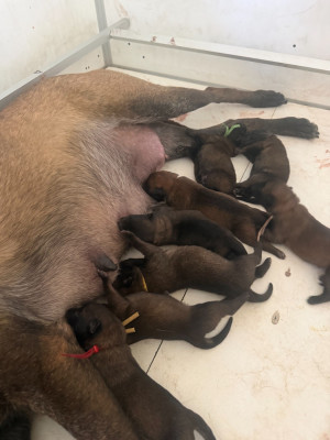 CHIOT 1