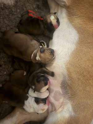 CHIOT 2
