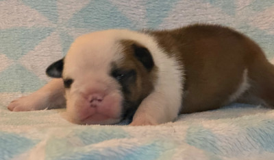 CHIOT 4