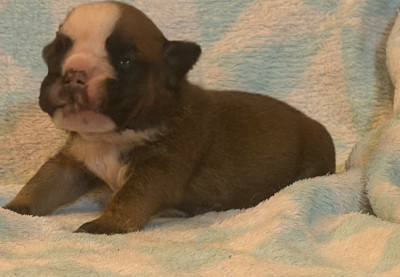 CHIOT 5