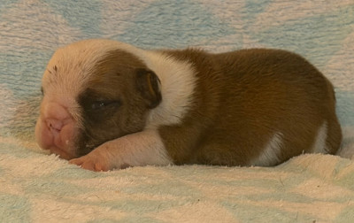 CHIOT 6