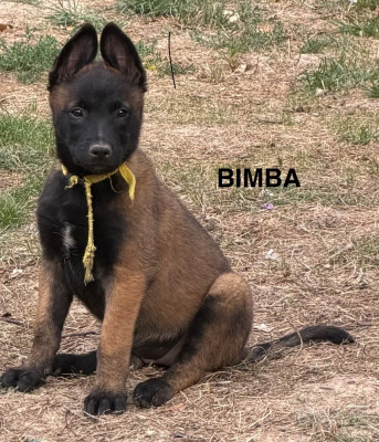Bimba