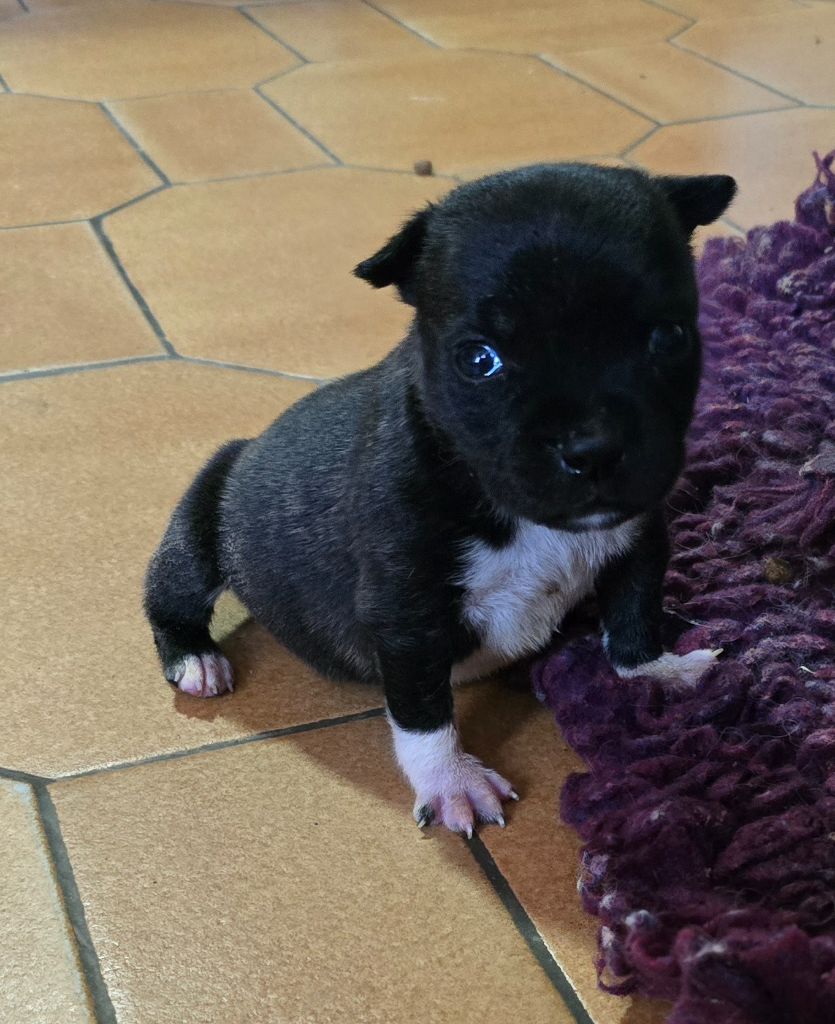 Des Brym de la Provote - Chiots disponibles - Staffordshire Bull Terrier